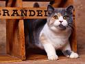 Chats_032