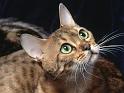 Chats_033