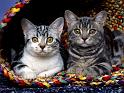 Chats_034