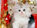 Chats_035