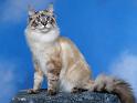 Chats_036