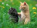 Chats_040