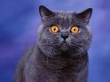 Chats_041