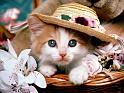 Chats_042