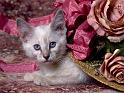 Chats_045