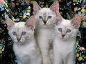 Chats_046