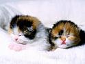 Chats_047