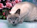 Chats_048