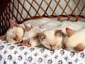 Chats_049