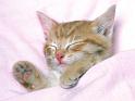 Chats_050