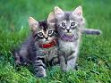 Chats_051