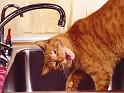 Chats_053