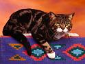 Chats_054
