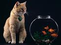 Chats_055