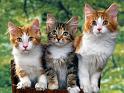 Chats_056