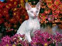 Chats_057