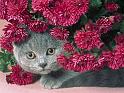 Chats_058