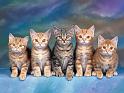 Chats_060