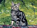 Chats_061