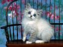 Chats_063