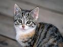 Chats_064
