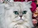Chats_065