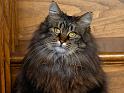 Chats_067