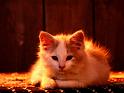 Chats_068