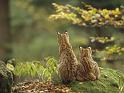Chats_069