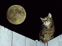 Chats_070
