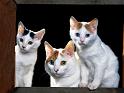 Chats_073