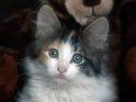 Chats_074