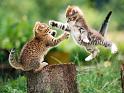 Chats_075