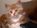 Chats_076