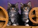 Chats_077