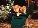 Chats_078