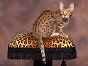 Chats_079
