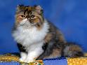 Chats_081