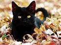 Chats_082