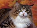 Chats_083