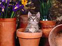 Chats_084