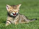 Chats_085