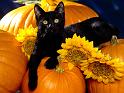 Chats_087