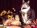 Chats_088