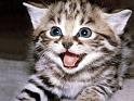 Chats_089