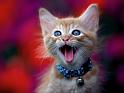 Chats_090
