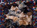 Chats_093
