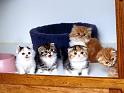 Chats_094