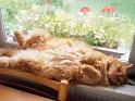 Chats_095