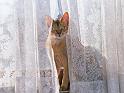 Chats_096